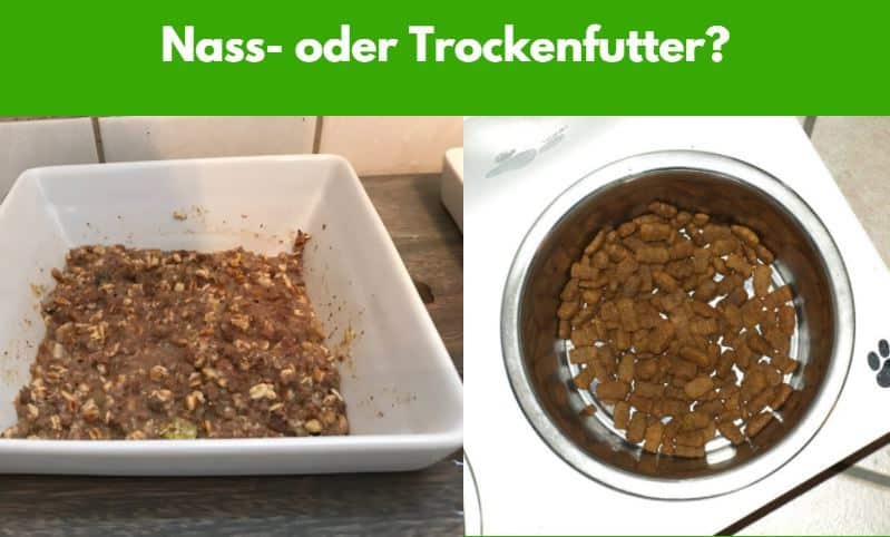 Nassfutter und Trockenfutter jeweils in einem Napf