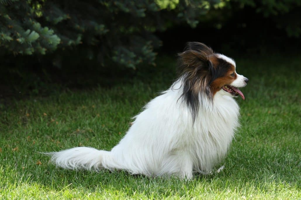 papillon Papillon - ein familienfreundlicher Hund