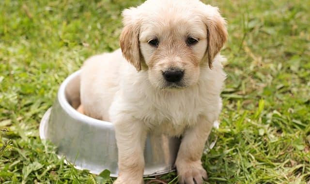 Hundewelpe Welpenfutter für einen guten start ins leben