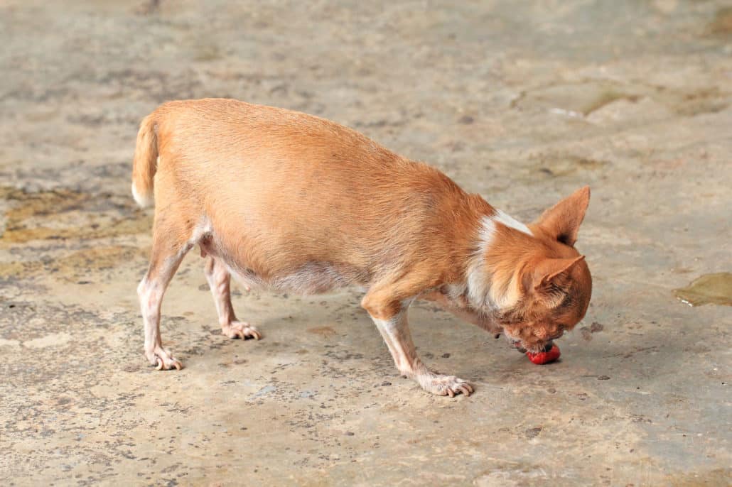 Tragezeit Hund Trächtiger Chihuahua