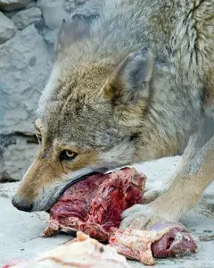 Wolf als Vorfahre